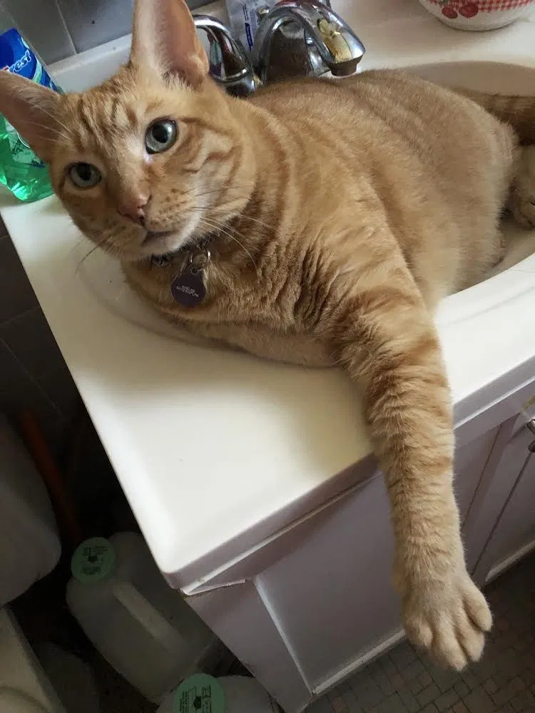 Lost cat in Passaic, NJ, 7055
