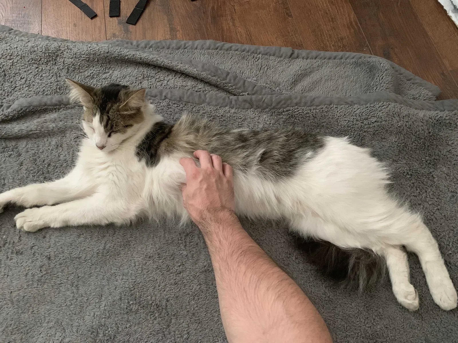 Lost cat in Downey, CA, 90241