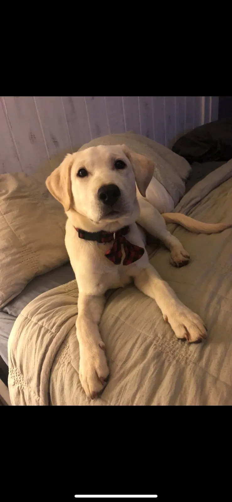 Lost dog in Anderson, SC, 29621