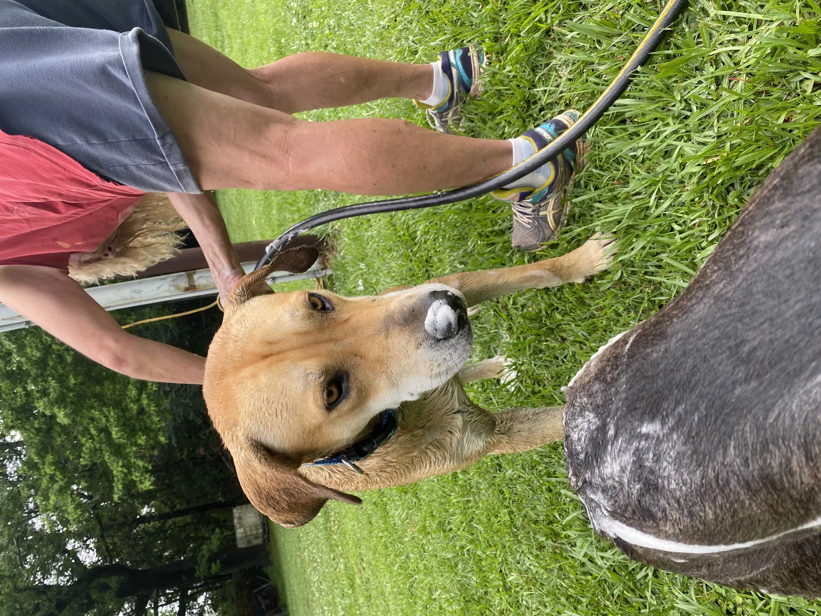 Lost dog in Irvington, AL, 36544