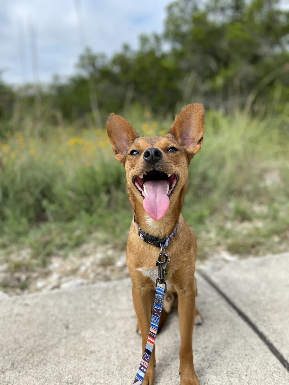 Lost dog in San Antonio, TX, 78232
