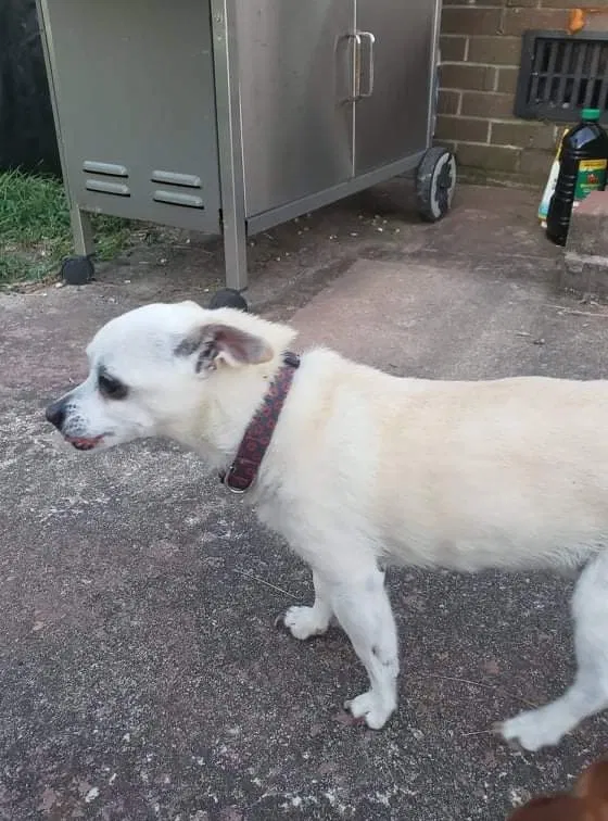 Lost dog in Columbia, SC, 29223