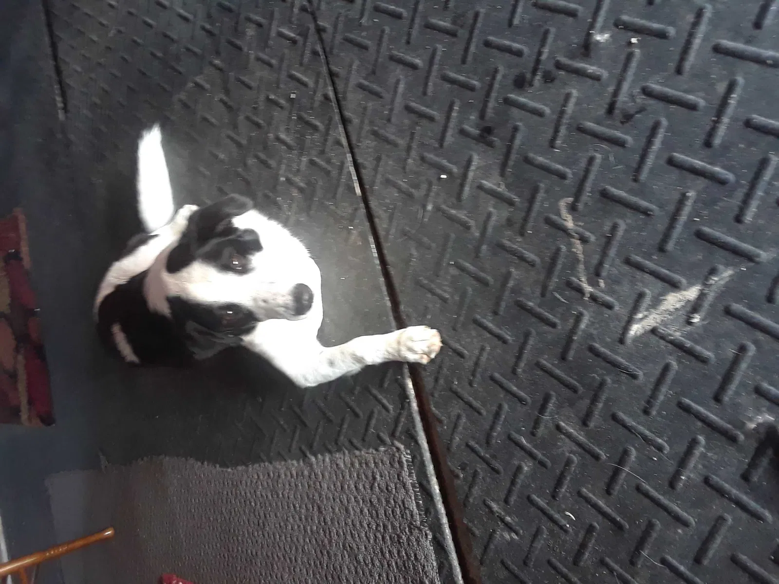 Found dog in Oklahoma City, OK, 73159