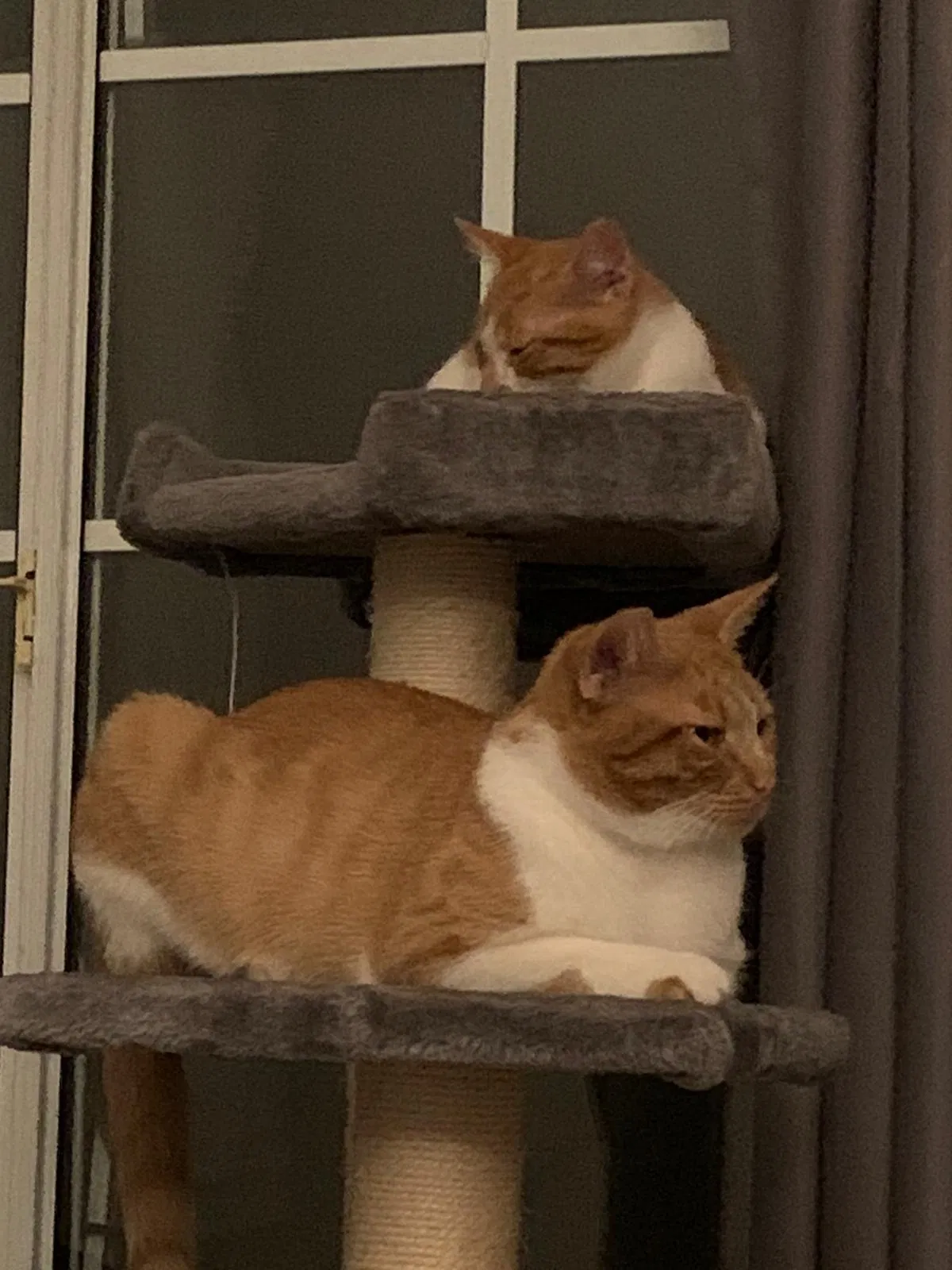 Lost cat in Los Angeles, CA, 90019