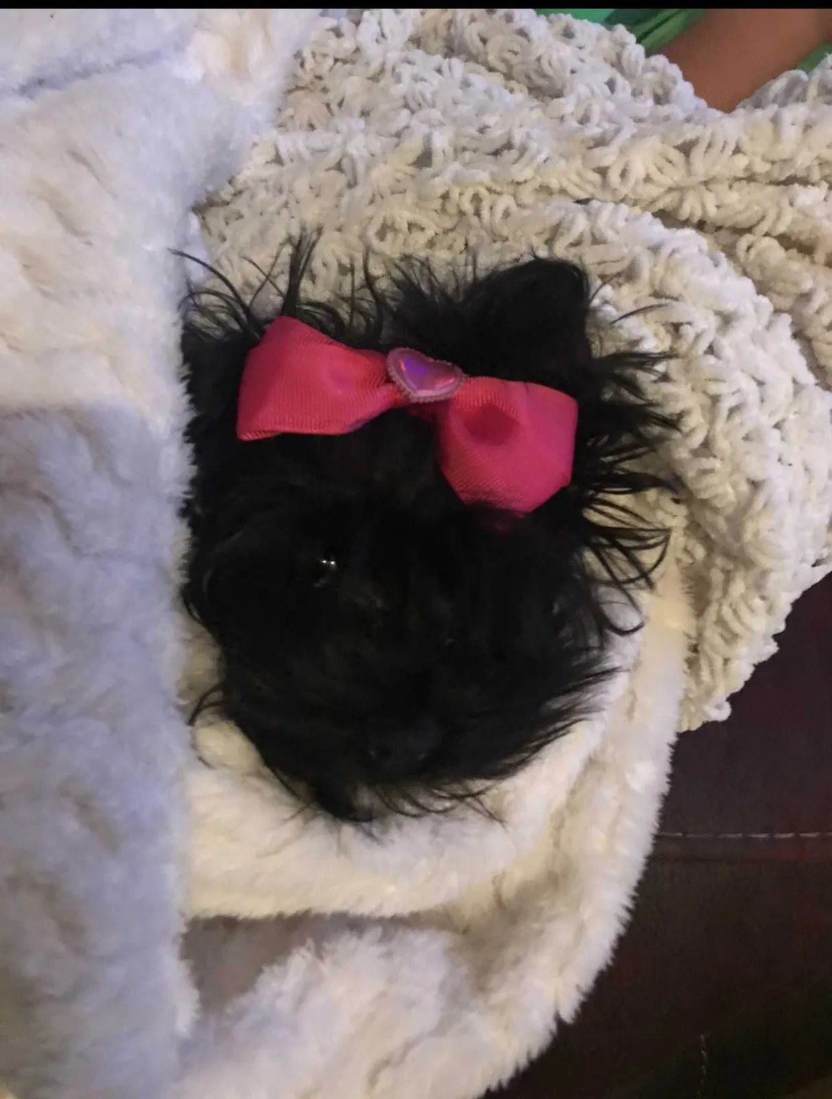 Lost dog in Tulsa, OK, 74127