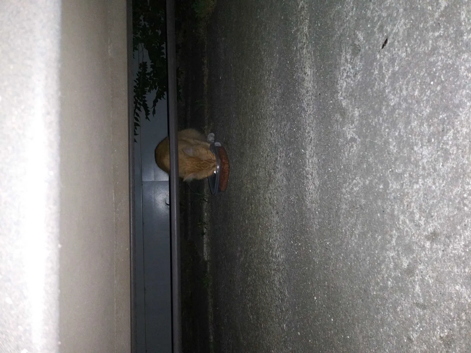 Found cat in Hammond, IN, 46324