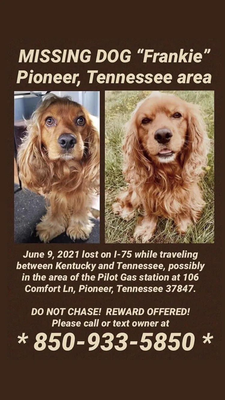 Lost dog in Caryville, TN, 37714