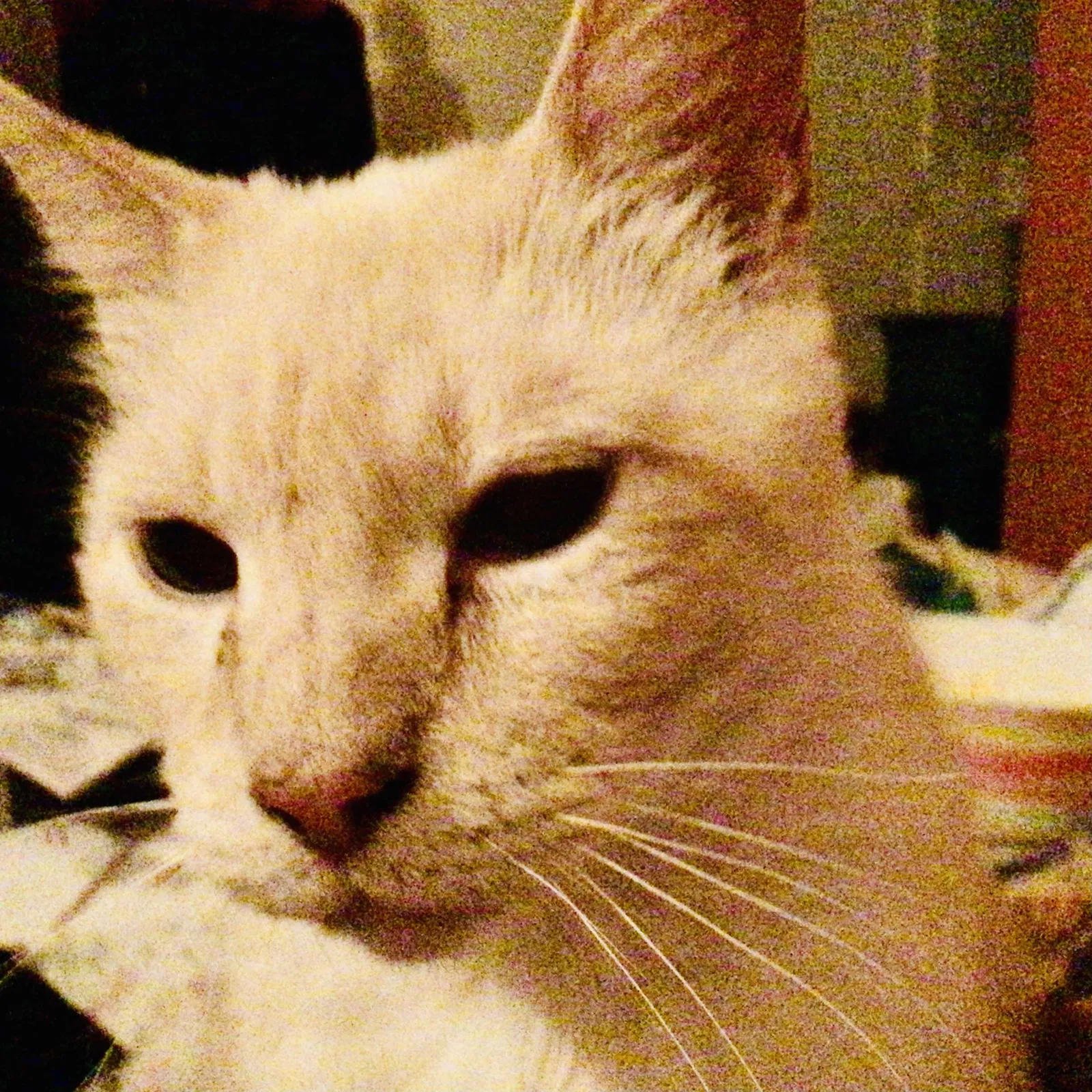 Lost cat in Denton, TX, 76201