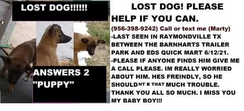 Lost dog in Raymondville, TX, 78580
