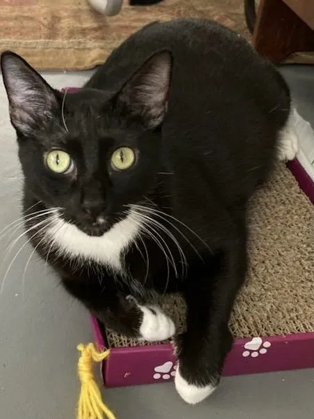 Lost cat in Jensen Beach, FL, 34957