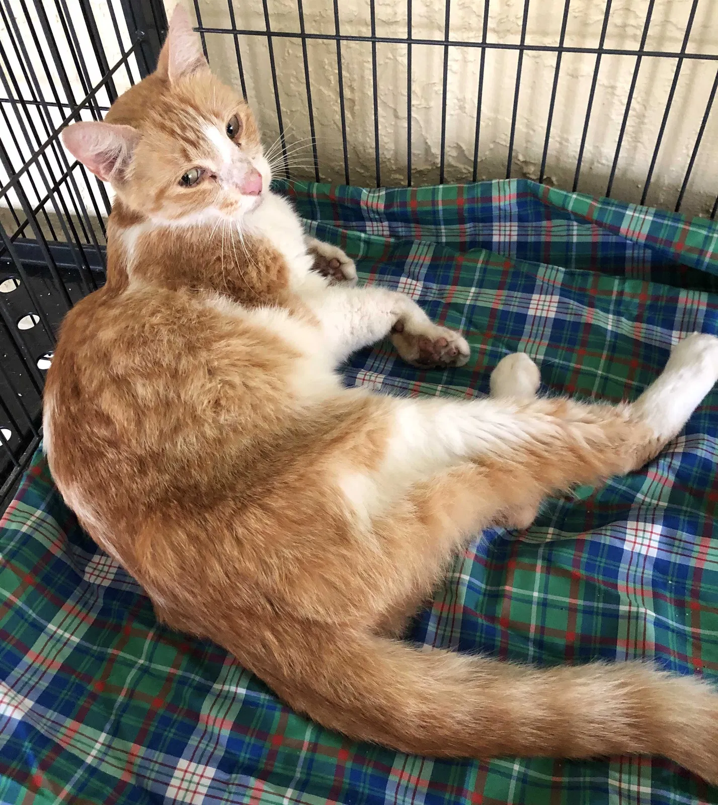 Found cat in Oviedo, FL, 32765