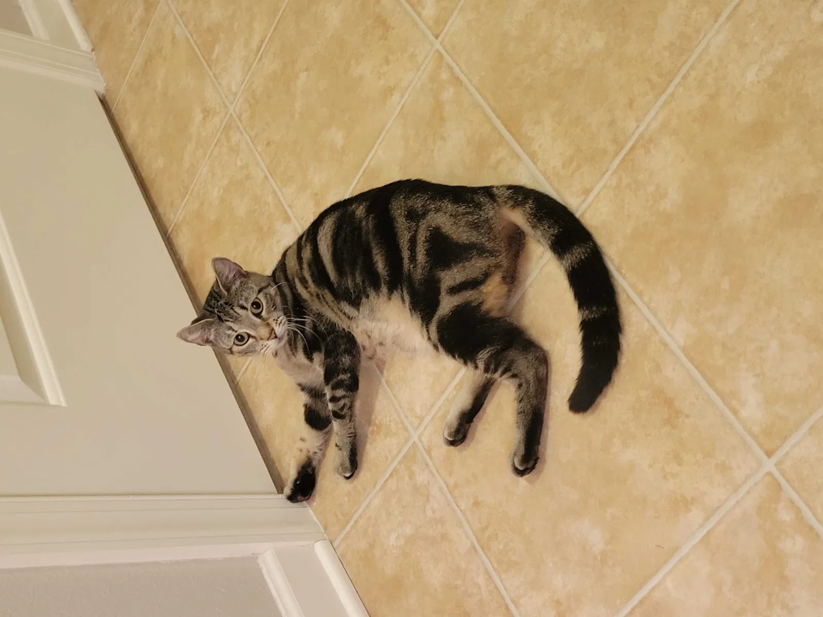 Lost cat in Fayetteville, NC, 28314