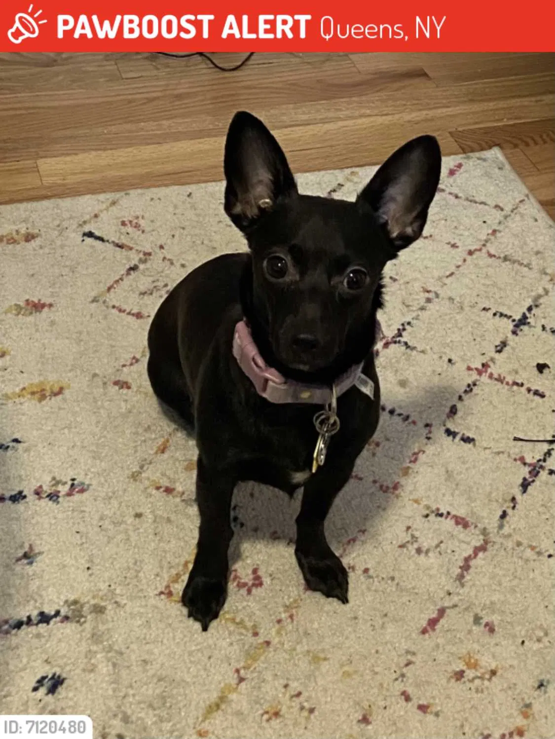 Lost dog in Forest Hills, NY, 11375