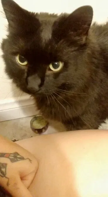 Lost cat in Los Angeles, CA, 90005