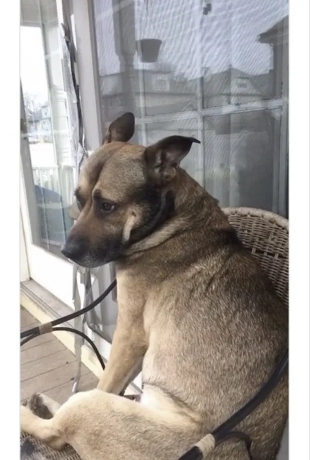Lost dog in Elizabeth, NJ, 7208