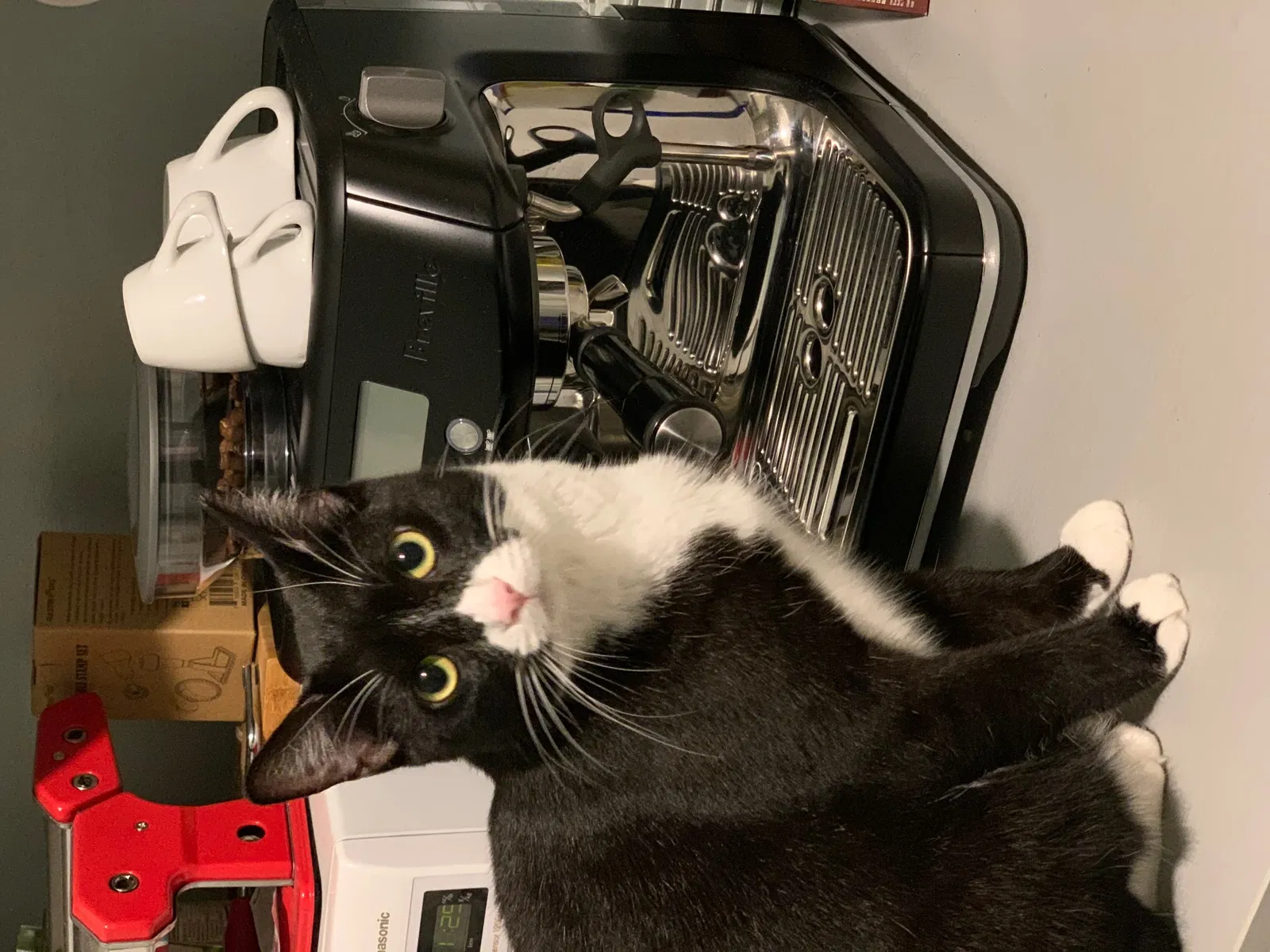 Lost cat in Miami, FL, 33161