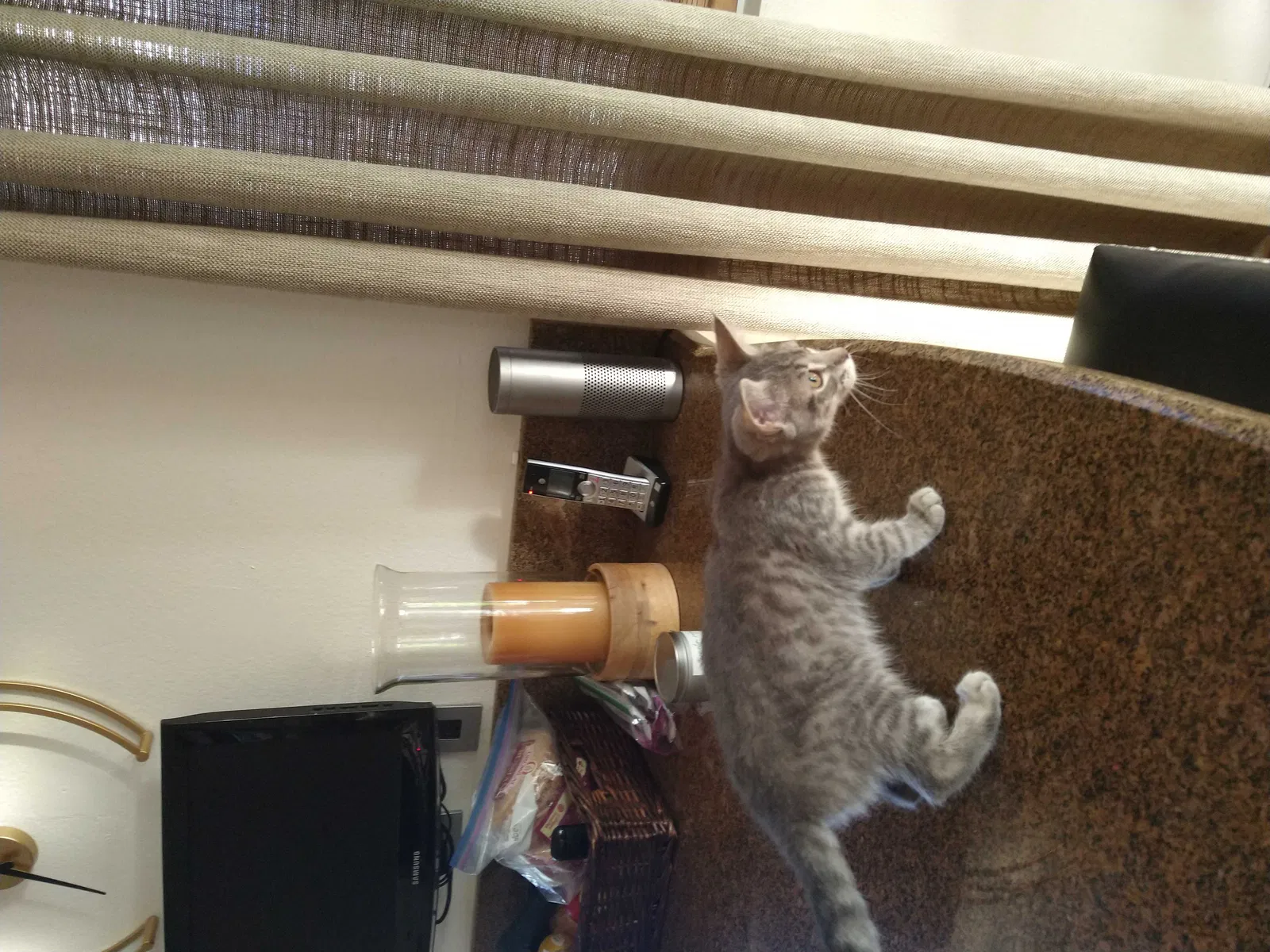 Found cat in Chino Hills, CA, 91709