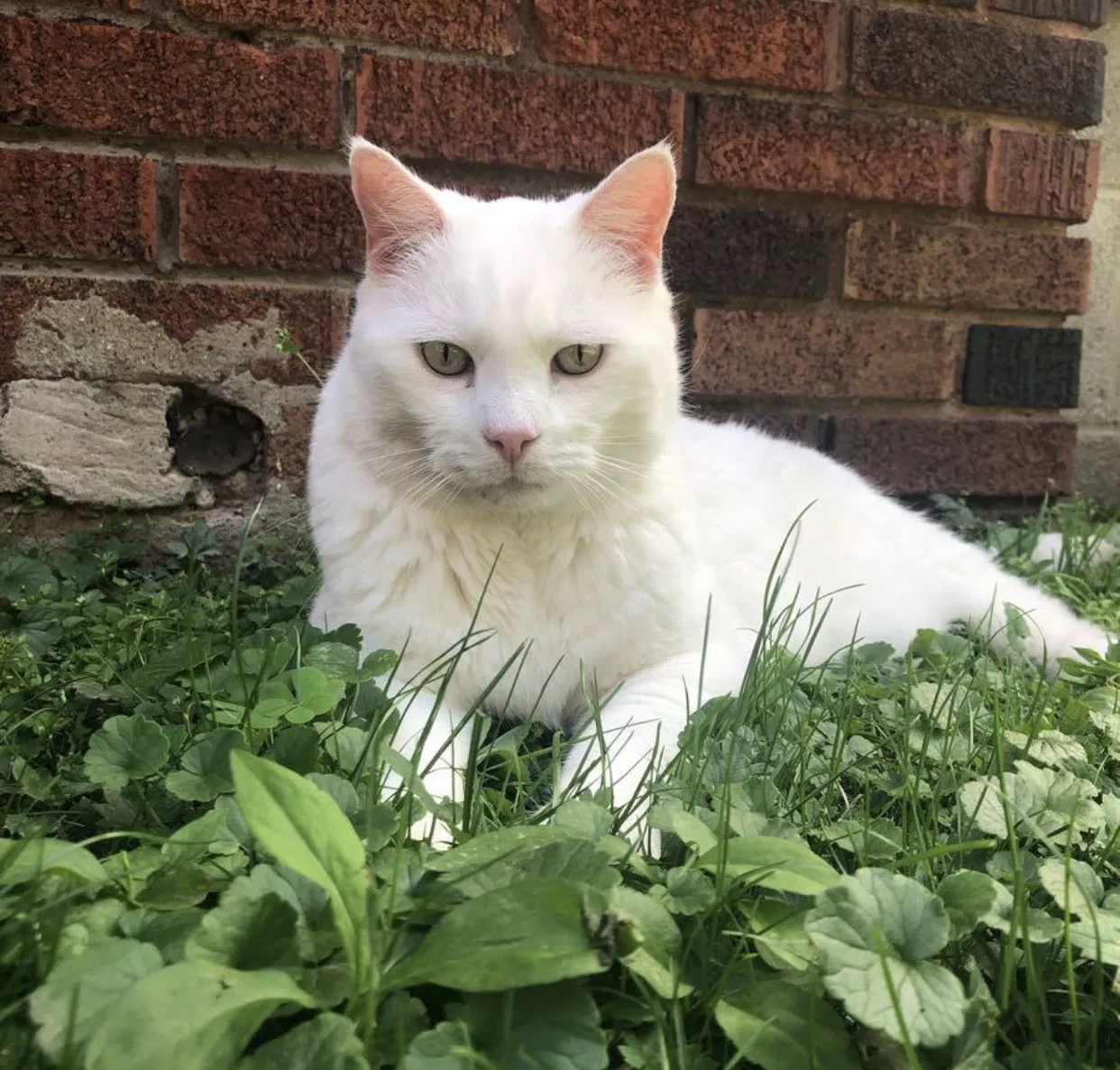 Lost cat in Buffalo, NY, 14223