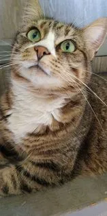 Lost cat in Saint Paul, MN, 55107