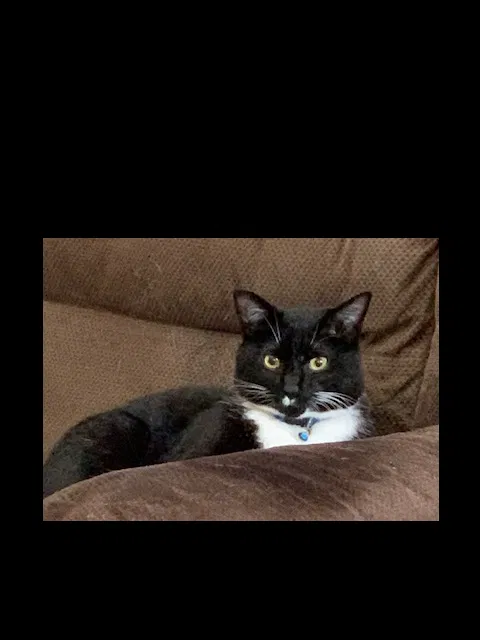 Lost cat in Huntsville, AL, 35811