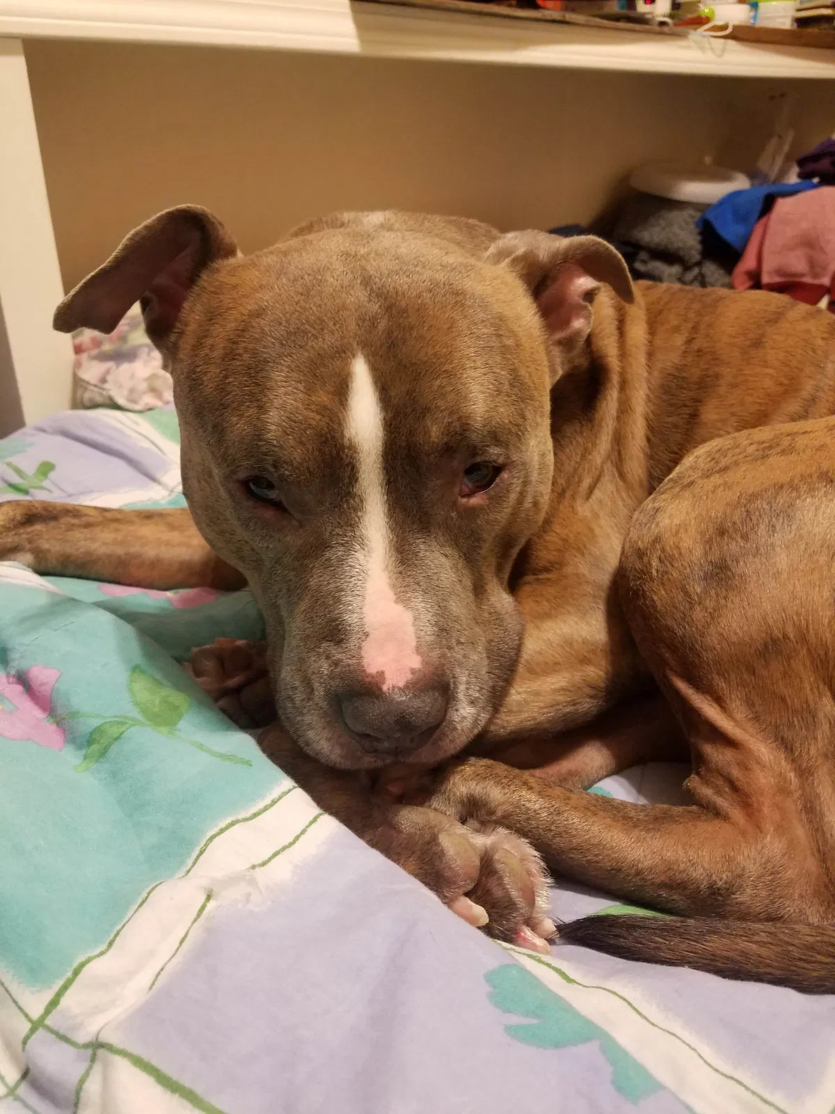 Lost dog in Chicago, IL, 60619