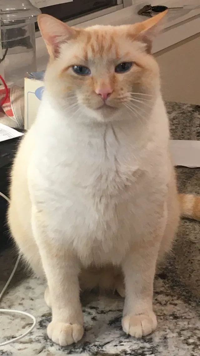 Lost cat in Bothell, WA, 98011