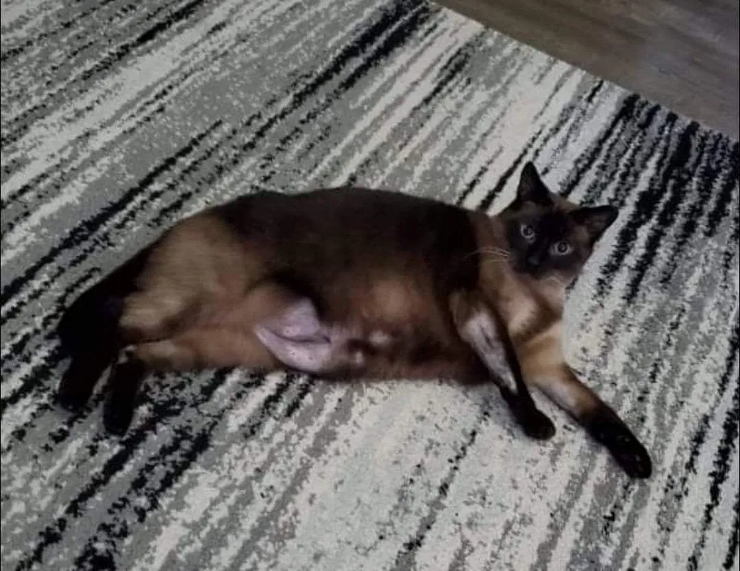 Lost cat in Campbellsport, WI, 53010