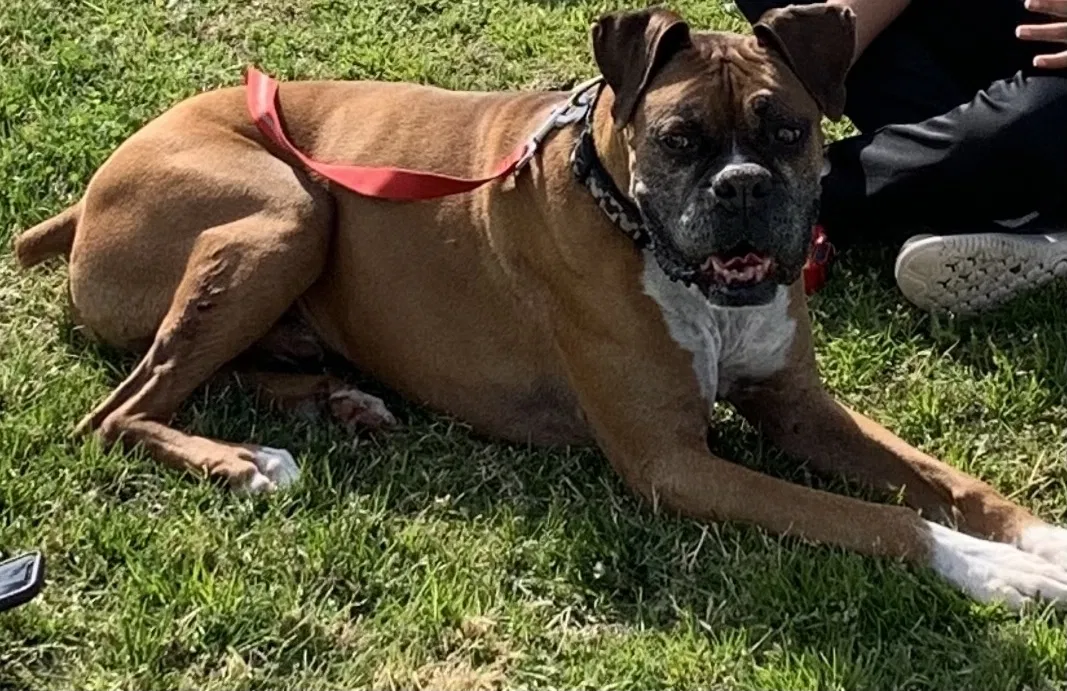 Lost dog in Lake Elsinore, CA, 92530