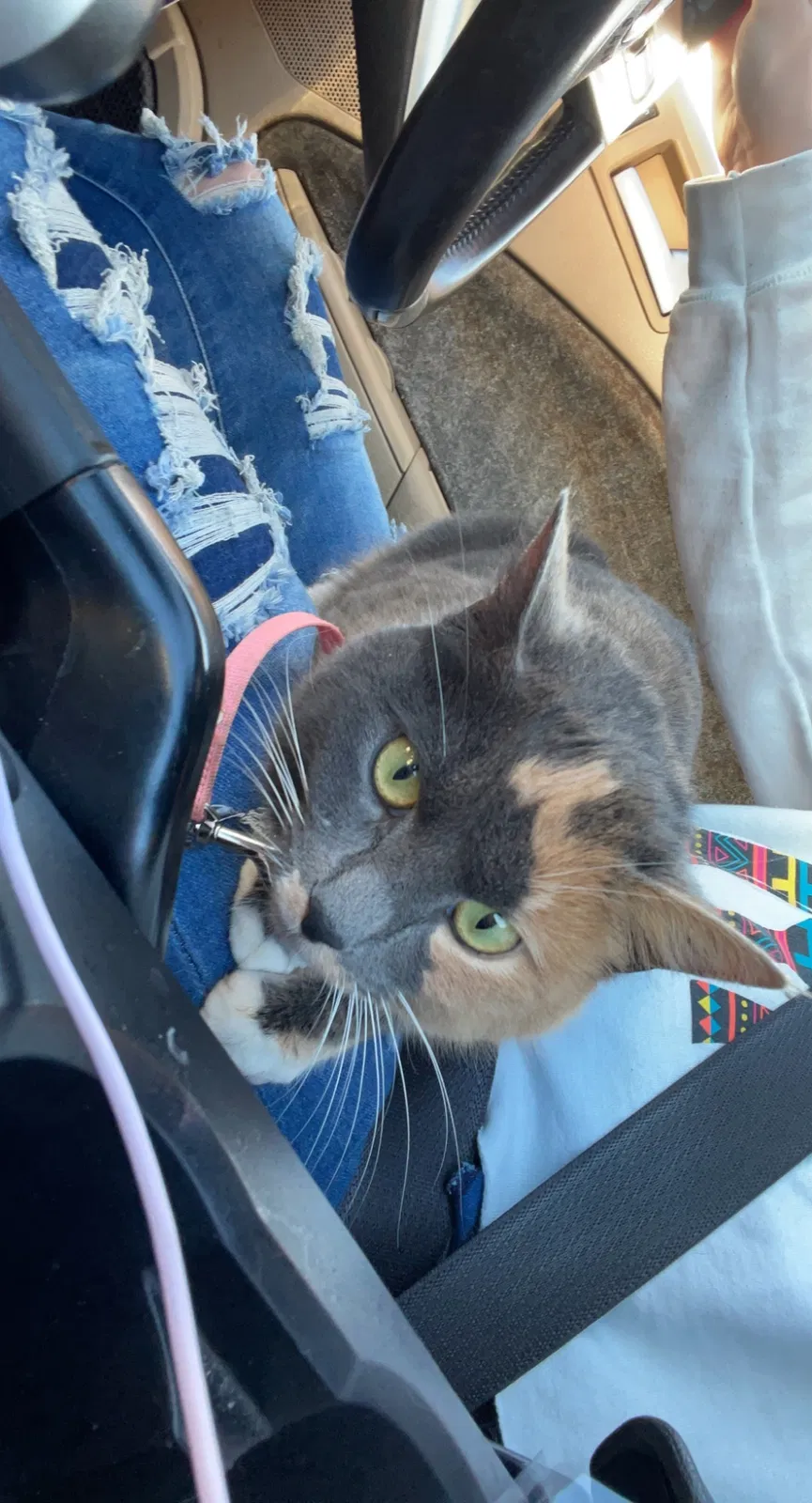 Lost cat in Peachland, NC, 28133