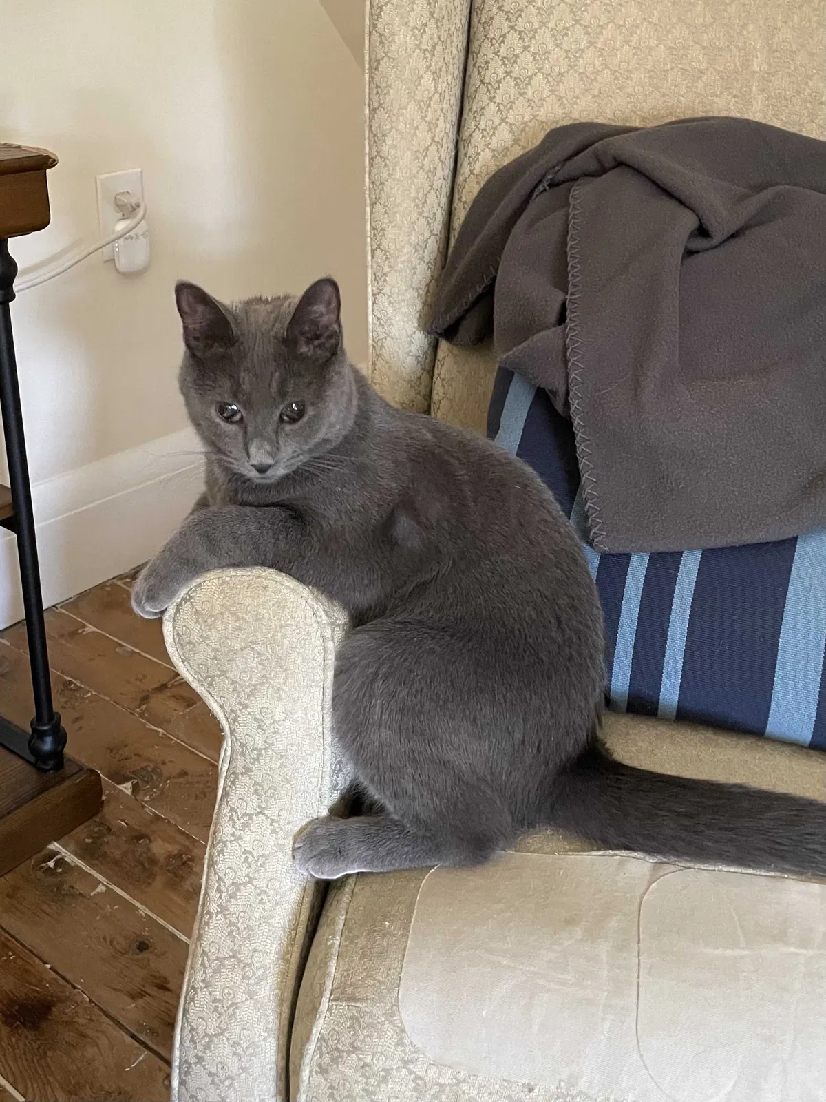 Lost cat in Dennis Port, MA, 2639