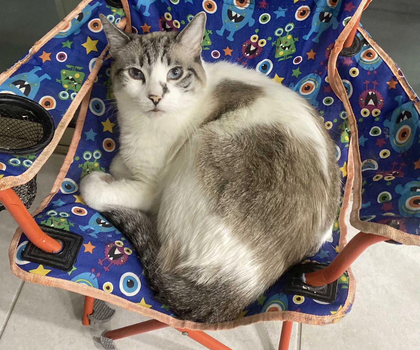 Lost cat in Las Vegas, NV, 89166