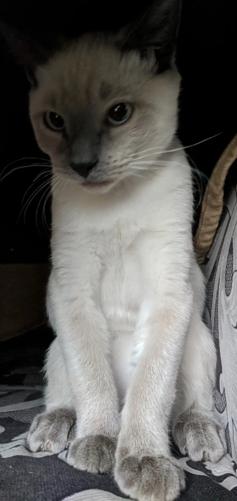 Lost cat in Garland, TX, 75043
