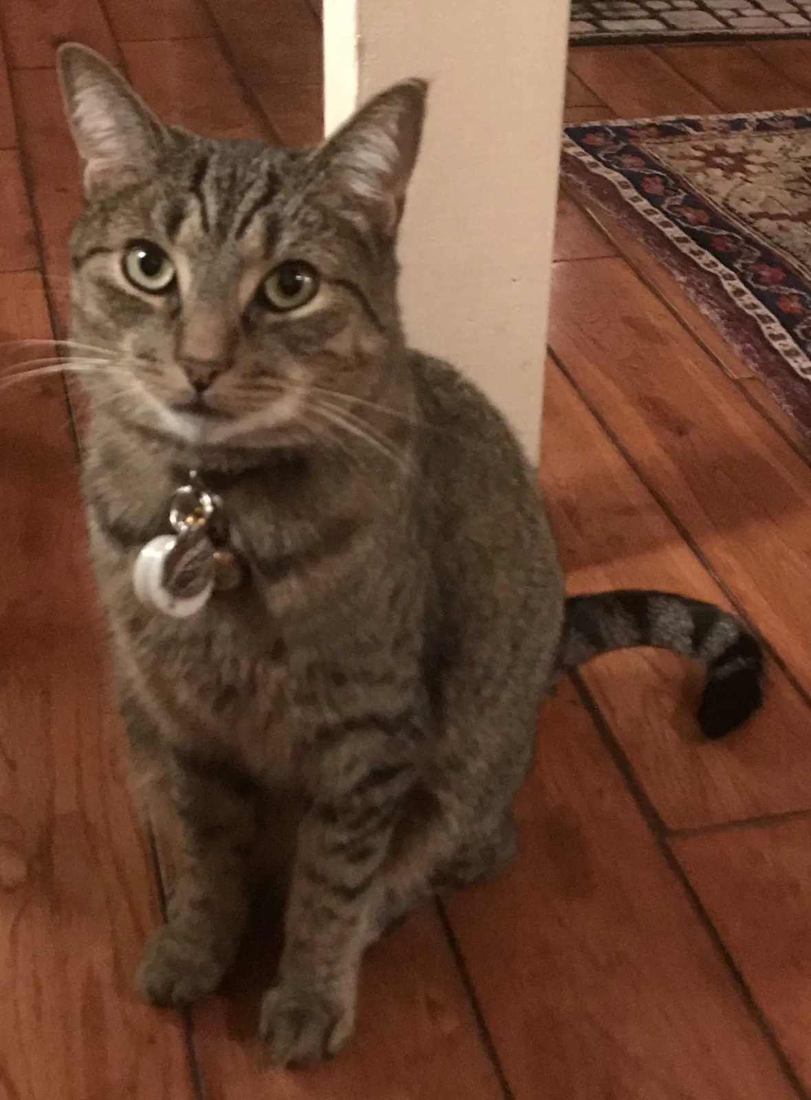 Lost cat in Bethesda, MD, 20816