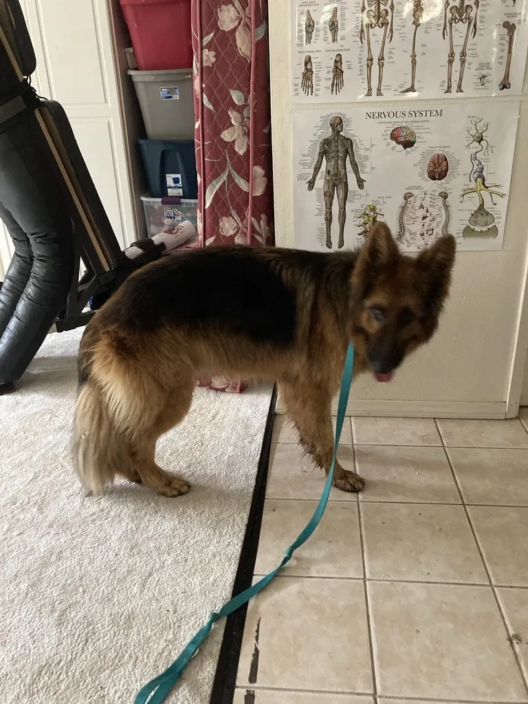 Found dog in Valley Center, CA, 92082