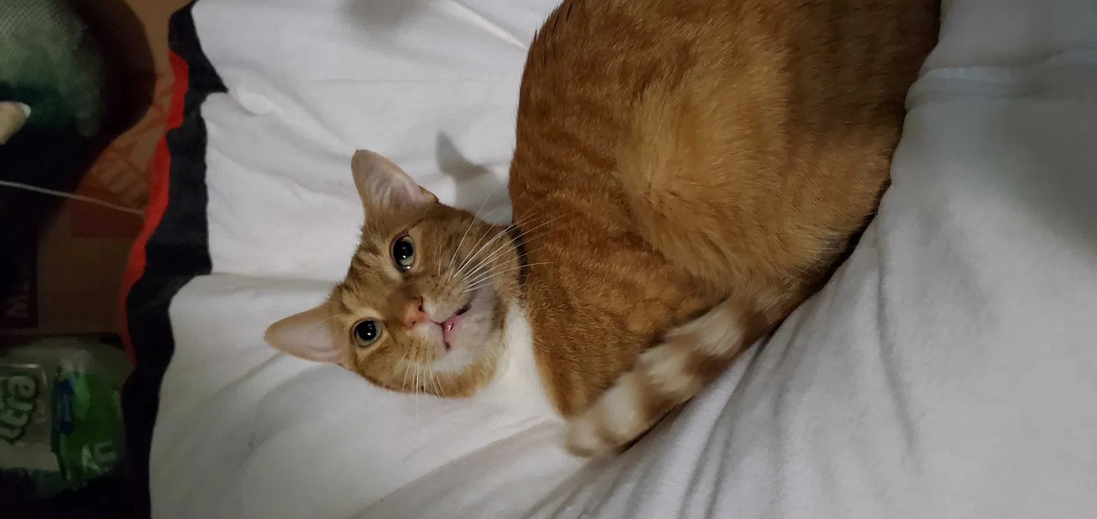 Lost cat in Kensington, MD, 20895