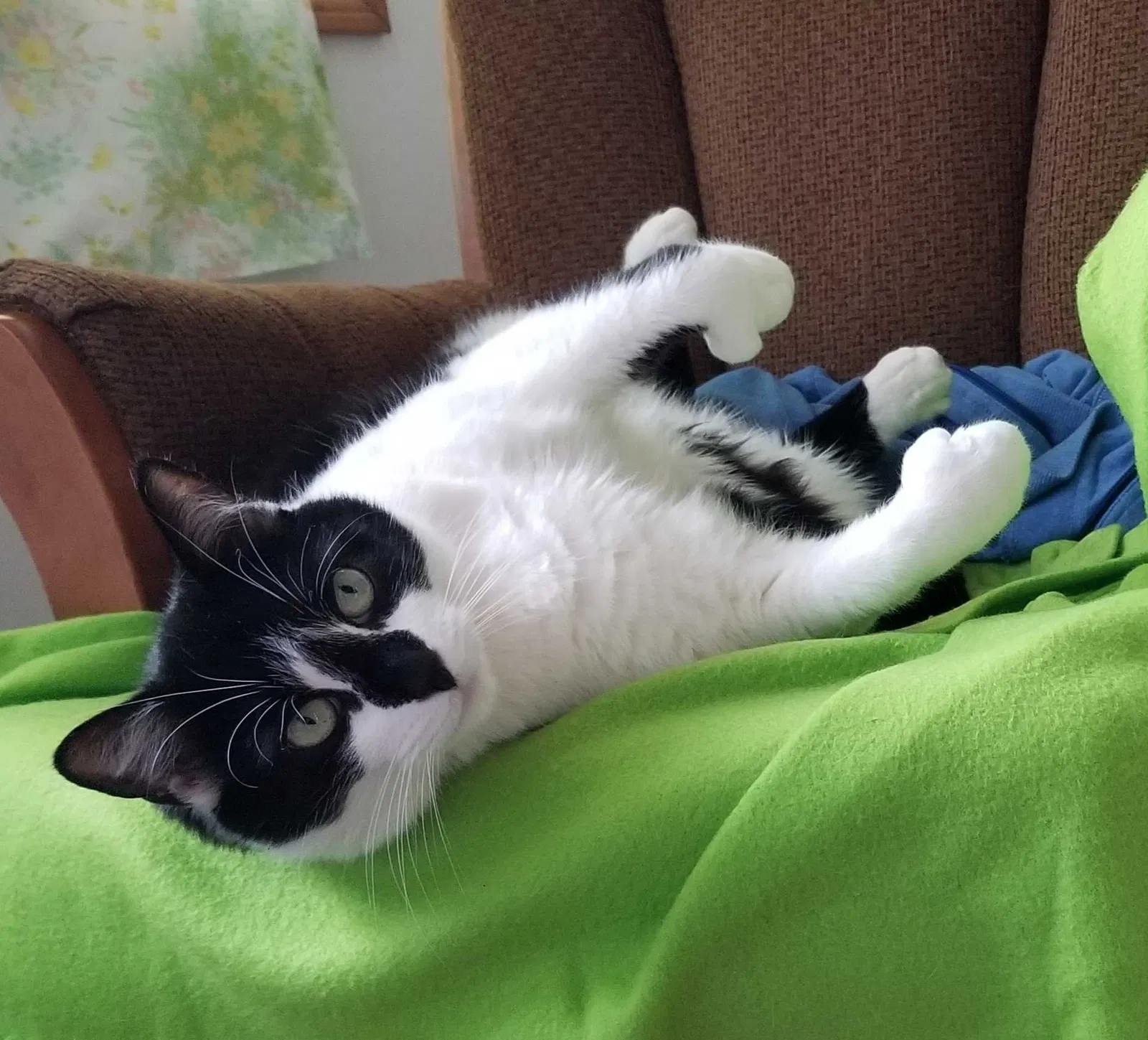 Lost cat in Tyngsboro, MA, 1879