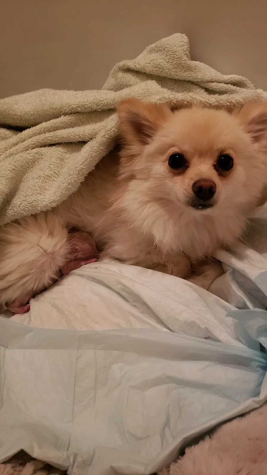 Lost dog in El Paso, TX, 79928