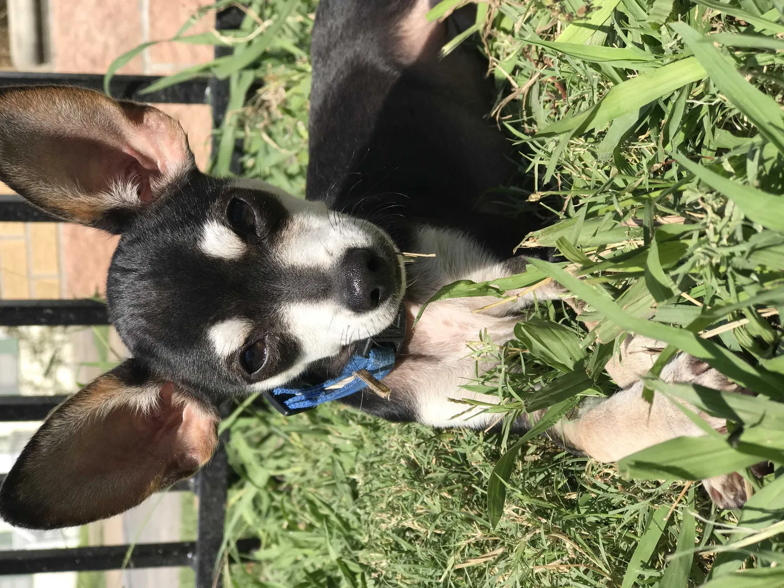 Lost dog in Dallas, TX, 75224