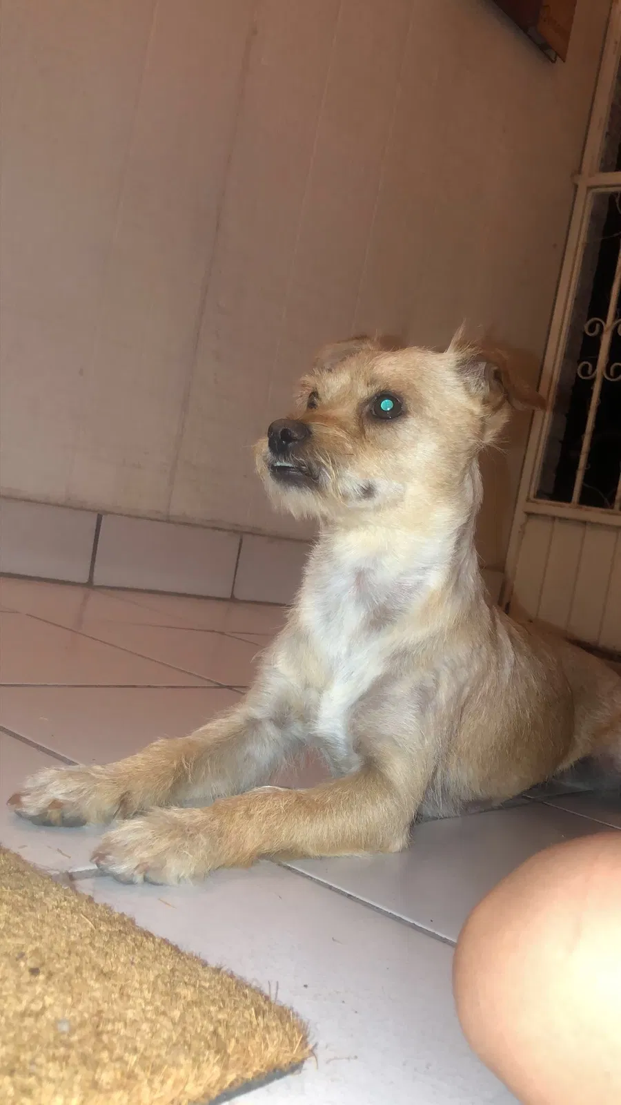 Lost dog in El Paso, TX, 79936