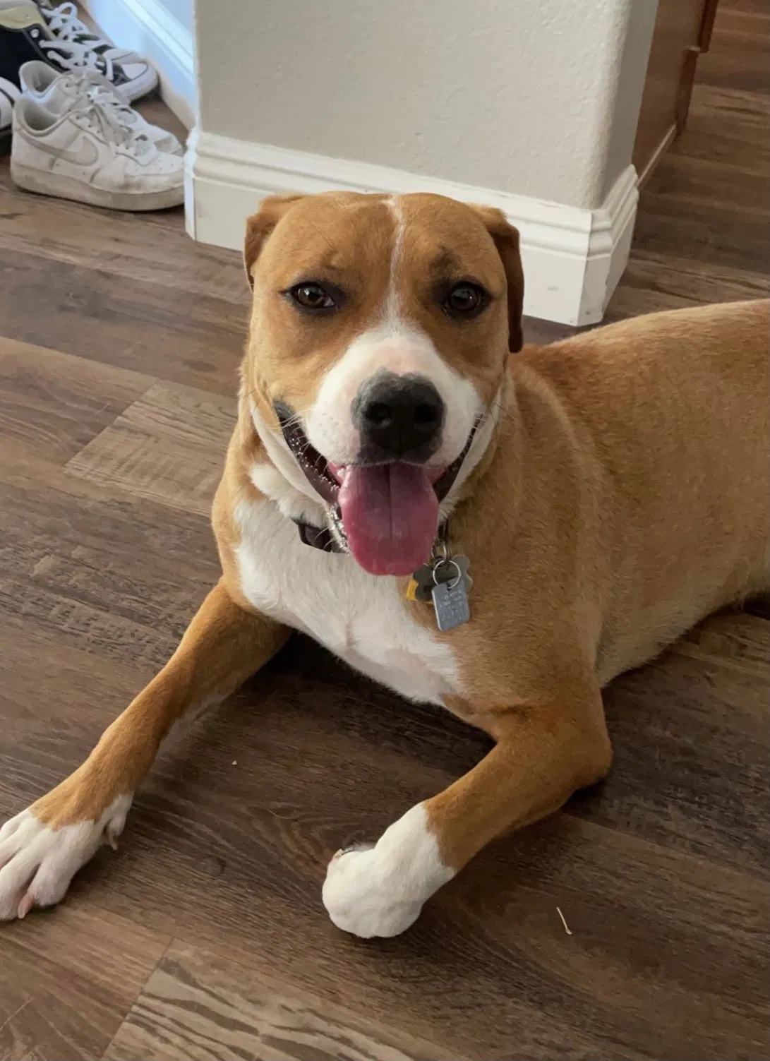 Found dog in Gilbert, AZ, 85233