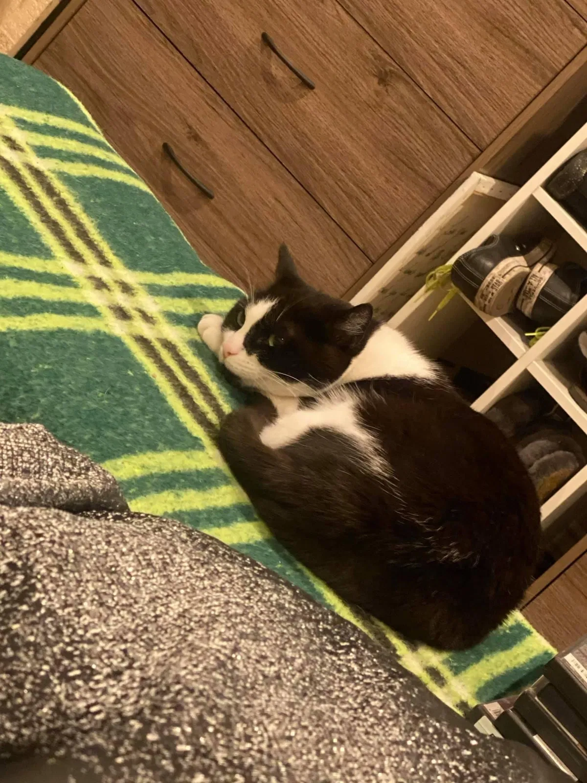 Lost cat in West Hills, CA, 91307
