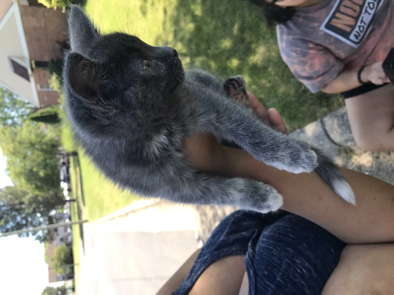 Found cat in Galloway, OH, 43119