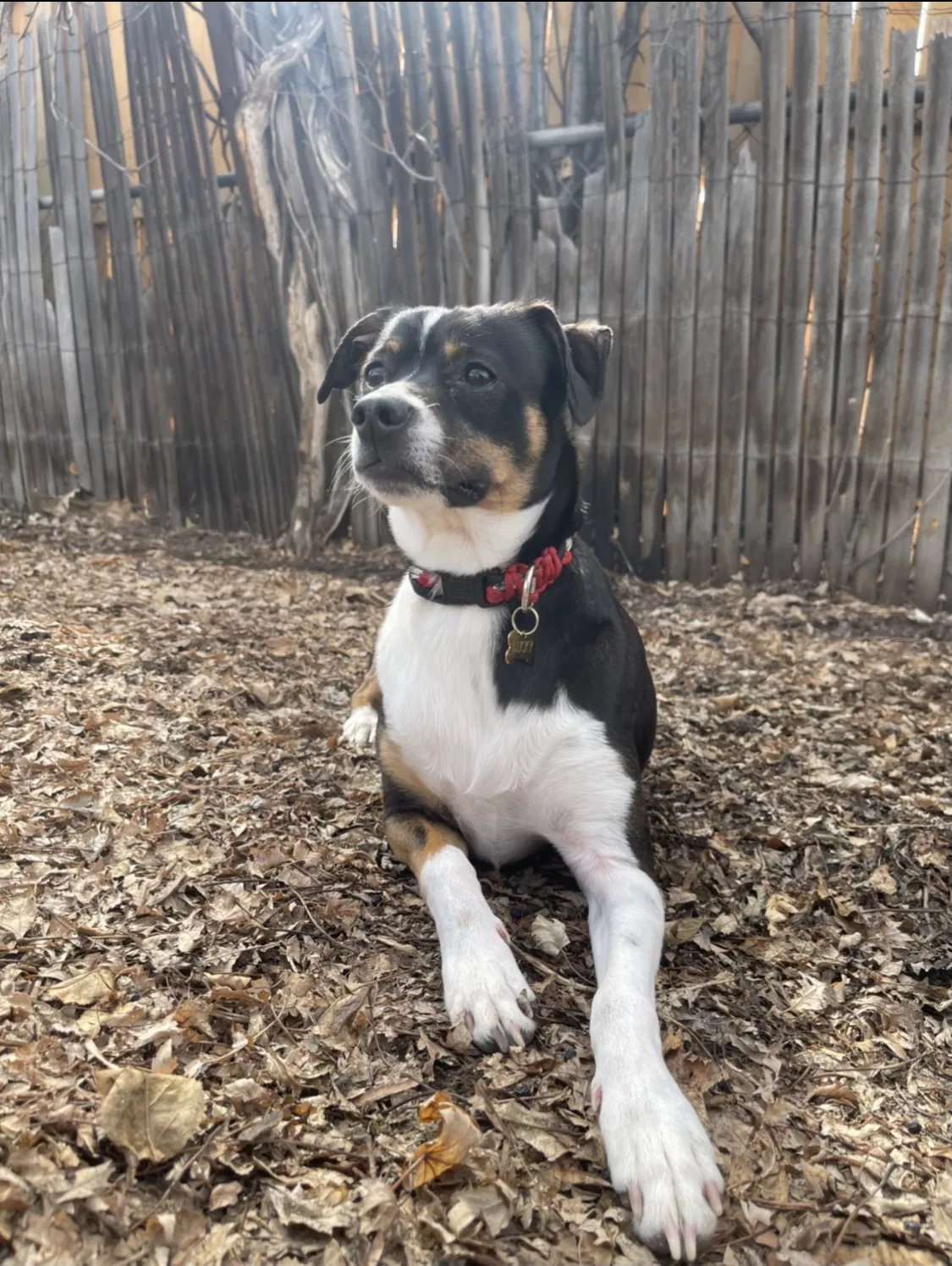 Lost dog in Englewood, CO, 80113