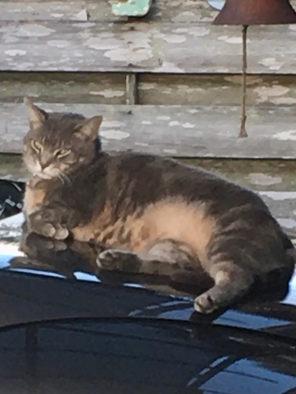 Lost cat in Venice, FL, 34285