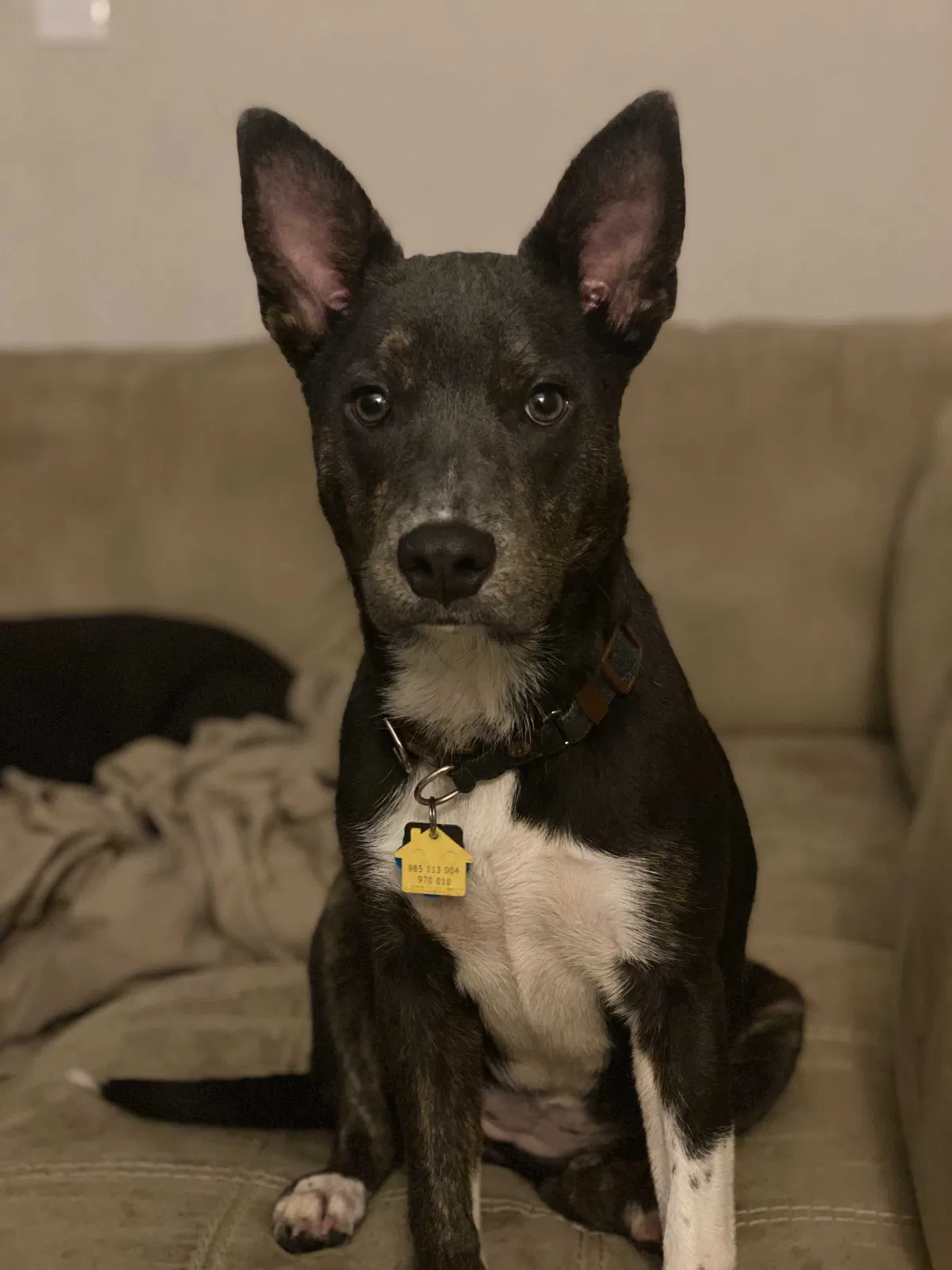 Lost dog in Chesapeake, VA, 23324