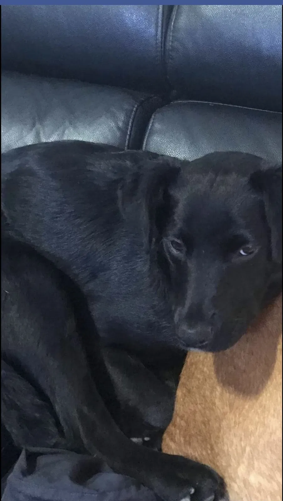 Lost dog in Pacifica, CA, 94044