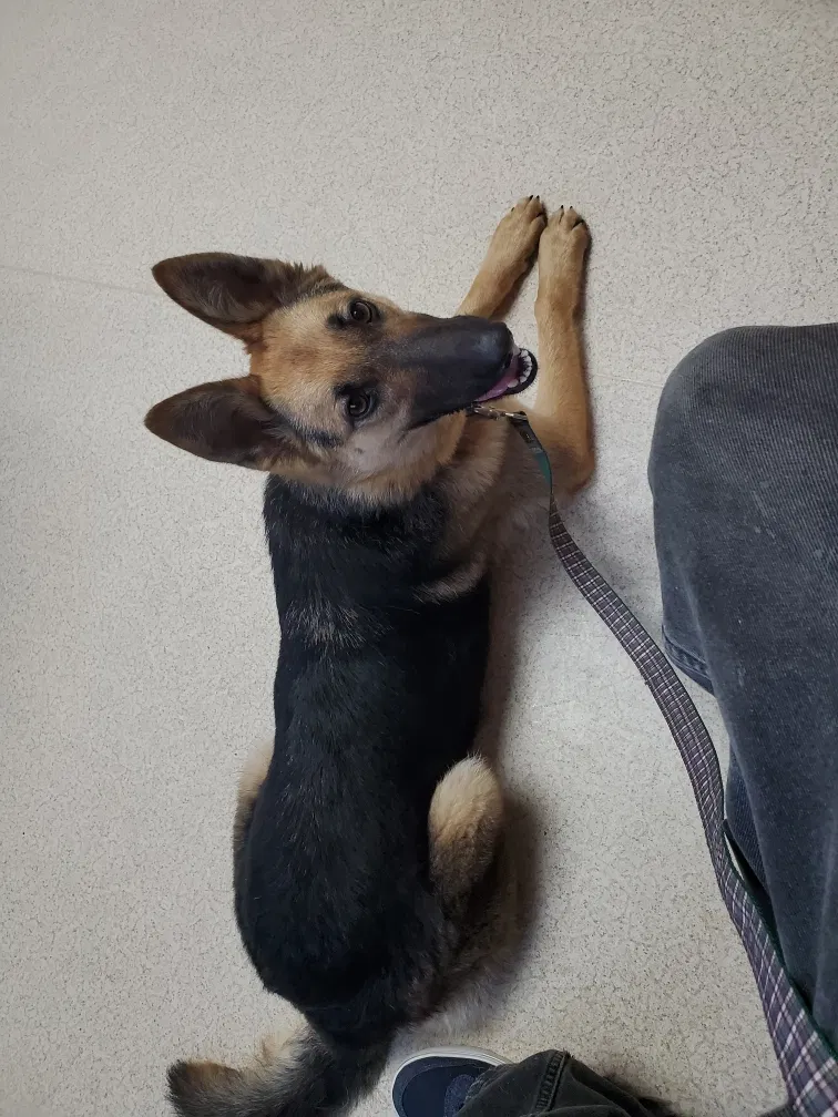 Lost dog in Denver, CO, 80227