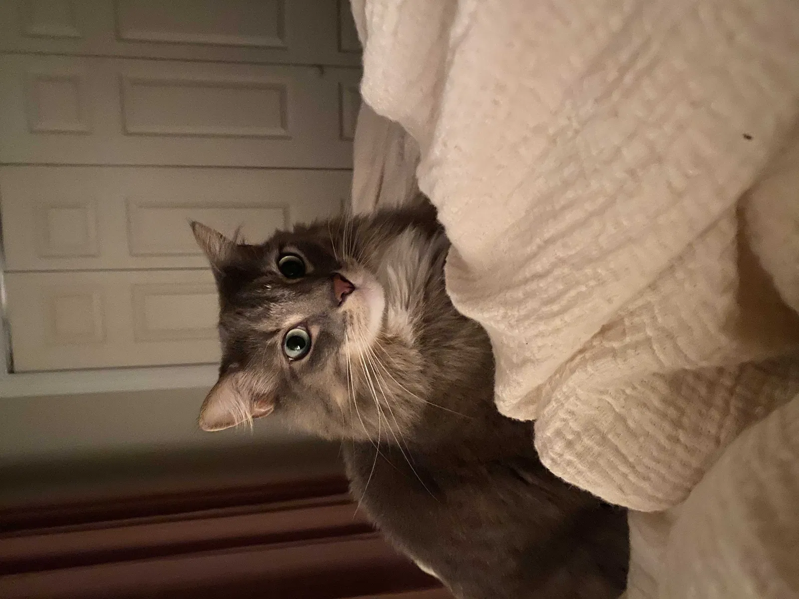 Lost cat in Harwich, MA, 2645