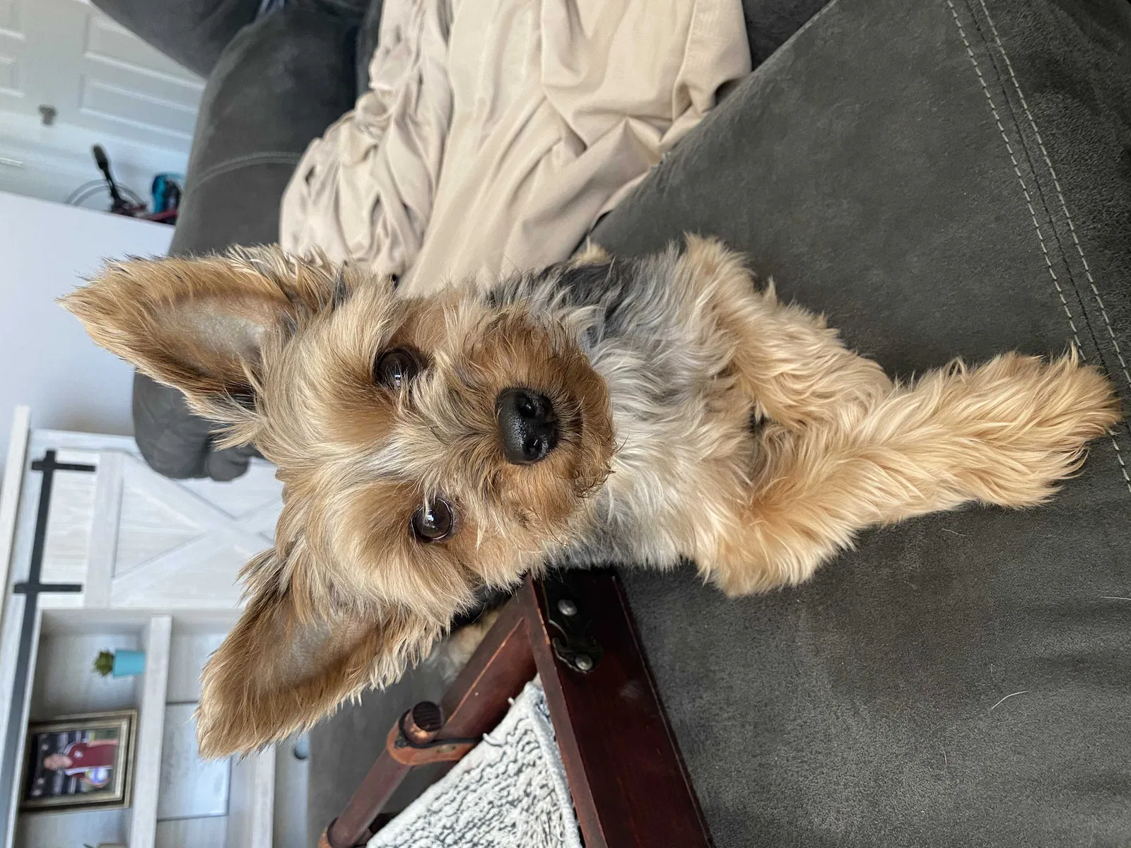 Lost dog in Saint Petersburg, FL, 33709