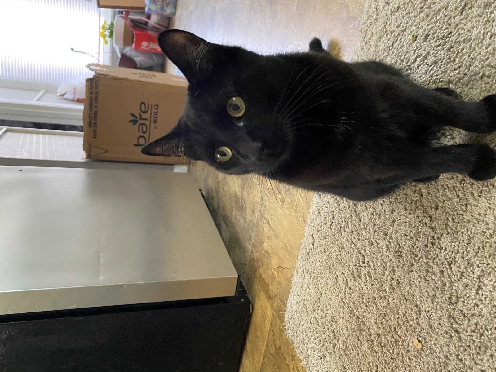 Lost cat in Elgin, IL, 60120